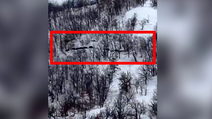 Elazığ'da domuz sürüsü kameraya yansıdı