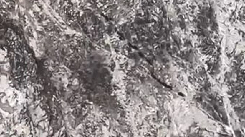 Elazığ'da domuz sürüsü köy yakınlarında görüntülendi