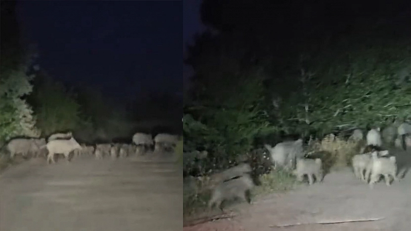 Elazığ'da domuz sürüsü yola indi