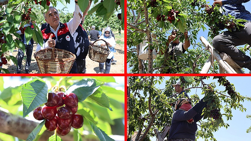 Elazığ'da donu unutturan kiraz hasadı