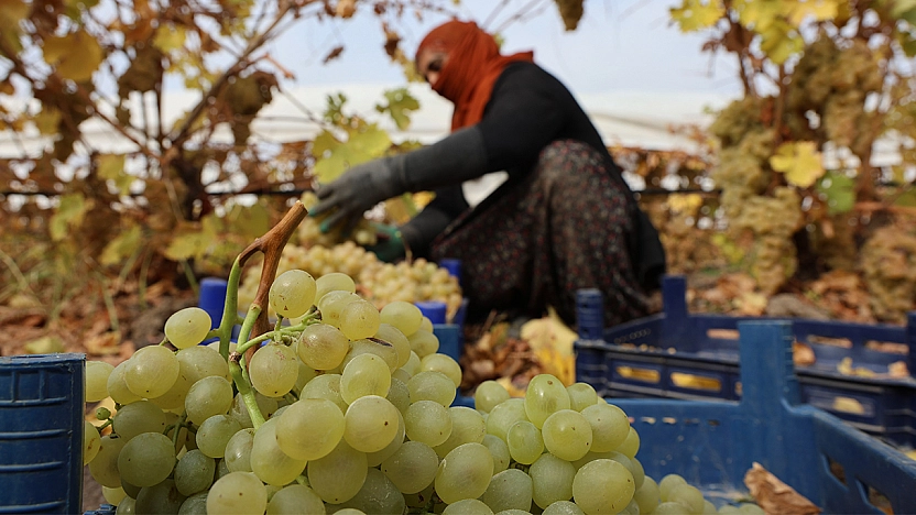 Elazığ'da donun vurduğu üzümde rekolte yüzde 80 düştü