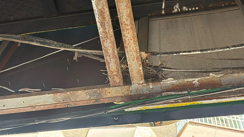 Elazığ'da esnaftan örnek davranış: Kuşların yuvası için tadilatı erteledi