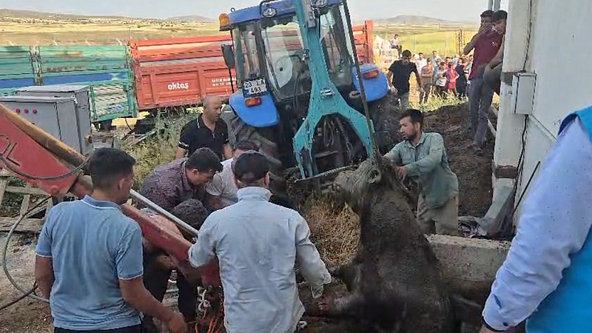 Elazığ'da firari dana çukurdan kurtarıldı
