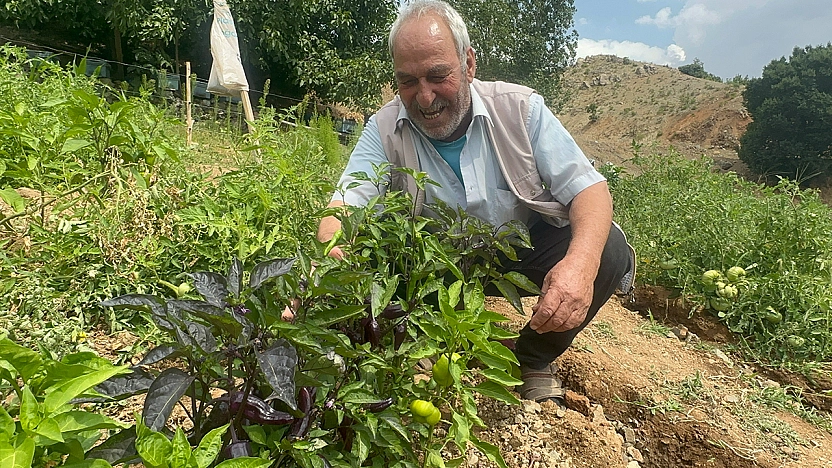 Elazığ'da görenler şaşkına döndü: Bahçesinde mor biber yetiştiriyor