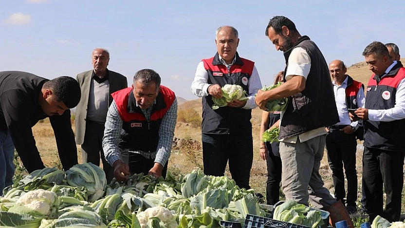 Elazığ'da hasat başladı!