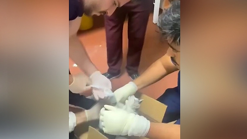 Elazığ'da hastanede bu kez hasta değil kedi tedavi edildi