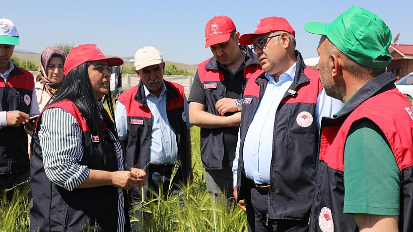 Elazığ'da hububat alanlarında Süne Nimf çalışması