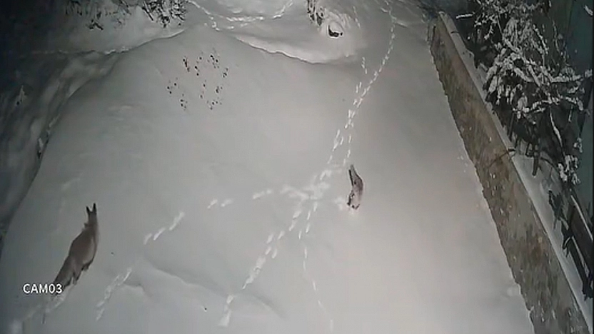 Elazığ'da iki tilkinin kavgası güvenlik kamerasına yansıdı