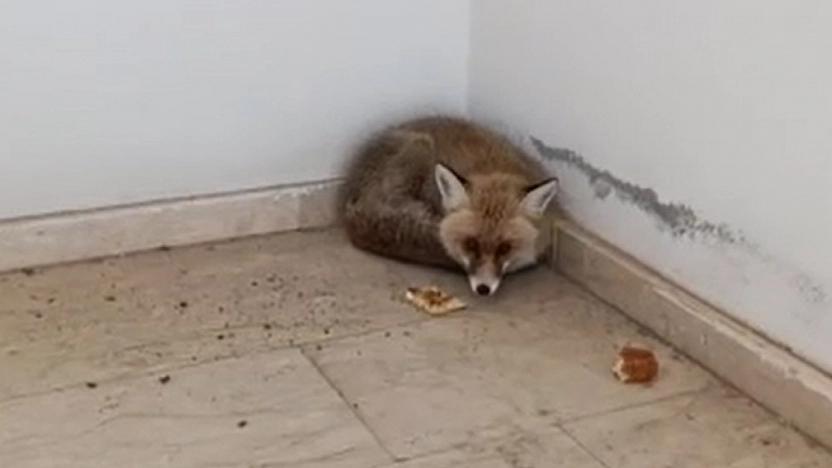 Elazığ'da ilginç anlar! Okulun içine tilki girdi