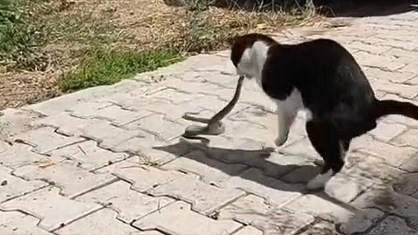 Elazığ'da ilginç kavga!