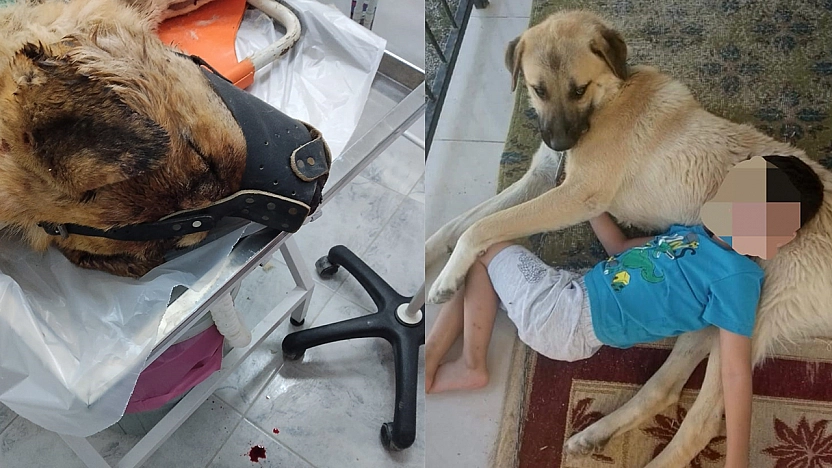 Elazığ'da ısırdığını iddia ettiği köpeği silahla vurdu