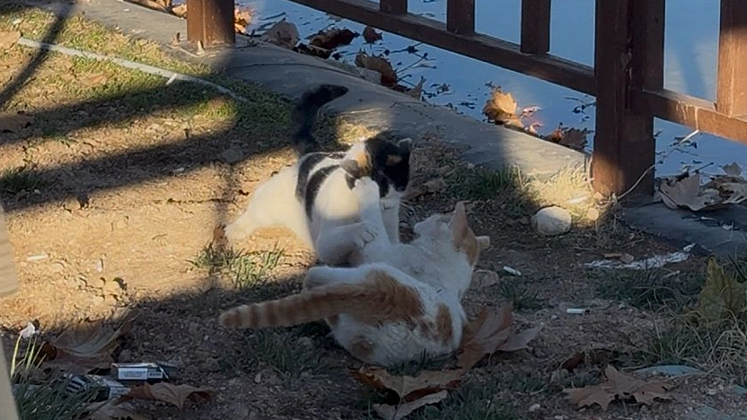 Elazığ'da kavga eden kedilerin sarılarak barışması sosyal medyada gülümsetti