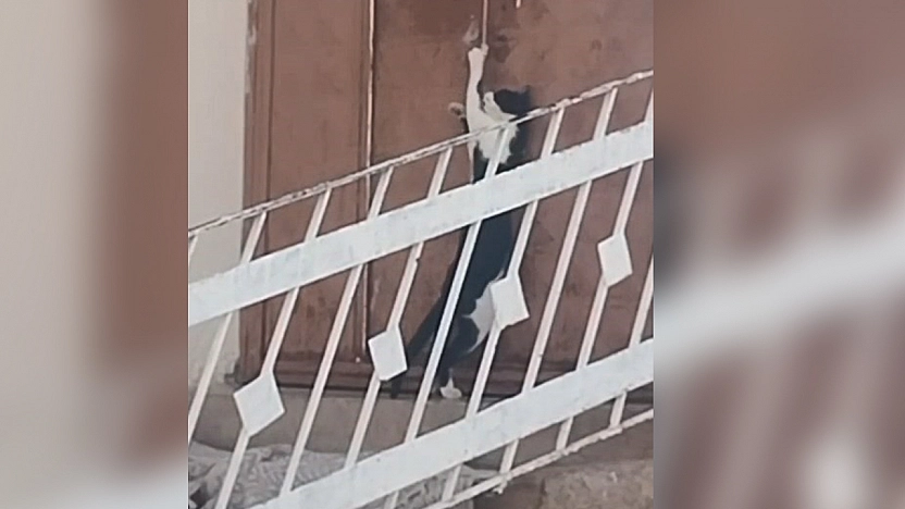 Elazığ'da kediden inanılmaz hamle