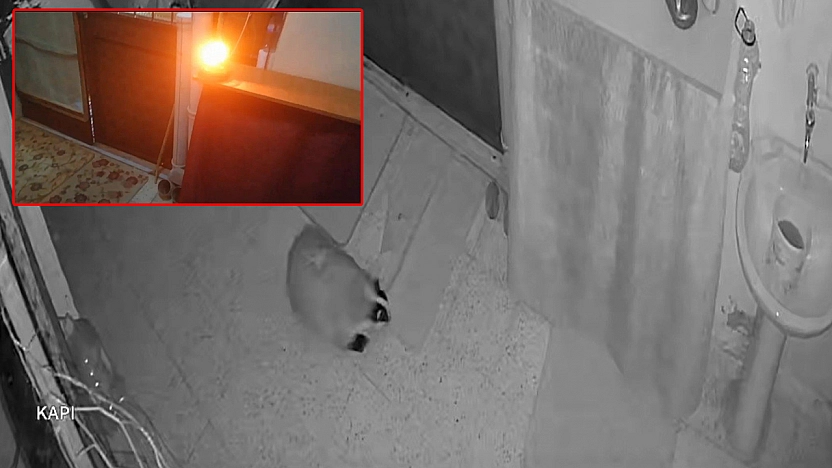 Elazığ'da kedilerin mamasını yiyen porsuğu uzaklaştırmak için alarm sistemi kurdu