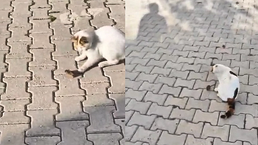 Elazığ'da Kedinin fareyle oyunu