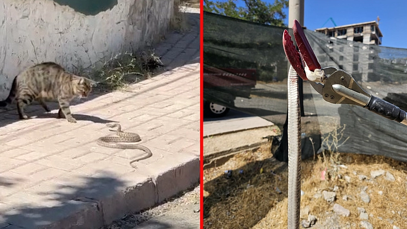 Elazığ'da kedinin yılanla dansı kamerada