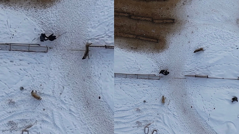 Elazığ'da köpeklerin saldırısı dron kamerasında