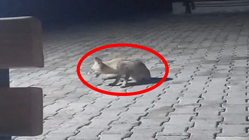 Elazığ'da korucular, kulübelerine gelen tilkiyi besledi