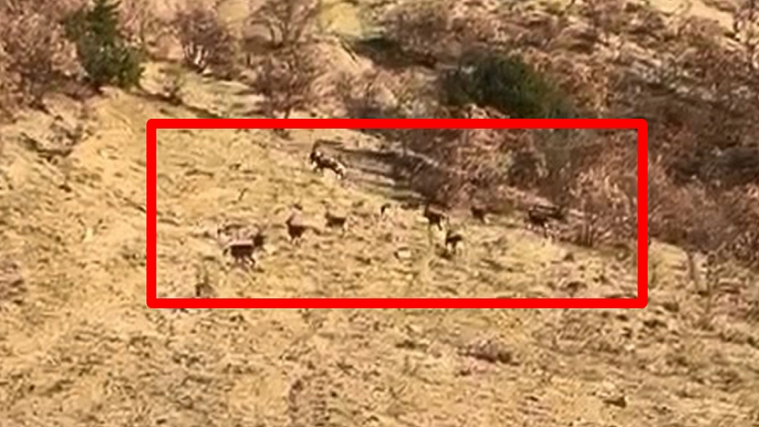 Elazığ'da koruma altındaki dağ keçileri görüntülendi