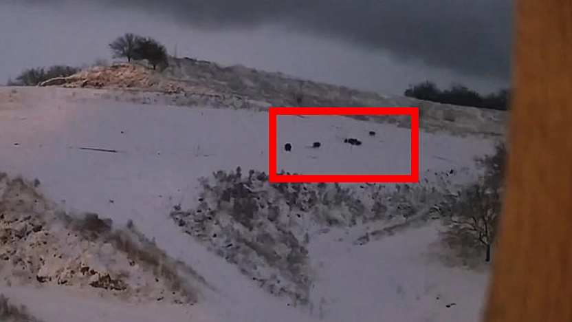 Elazığ'da kurt ile domuz sürüsü arasında kovalamaca kamerada