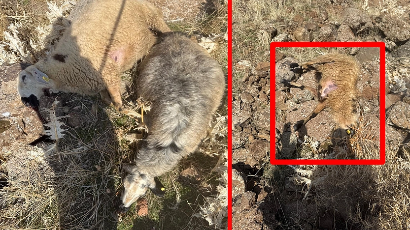 Elazığ'da kurtlar sürüye daldı: 28 koyun telef oldu, 12'si kayıp