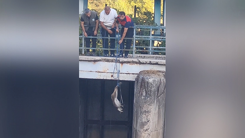 Elazığ'da mahsur kalan dağ keçisi kurtarıldı