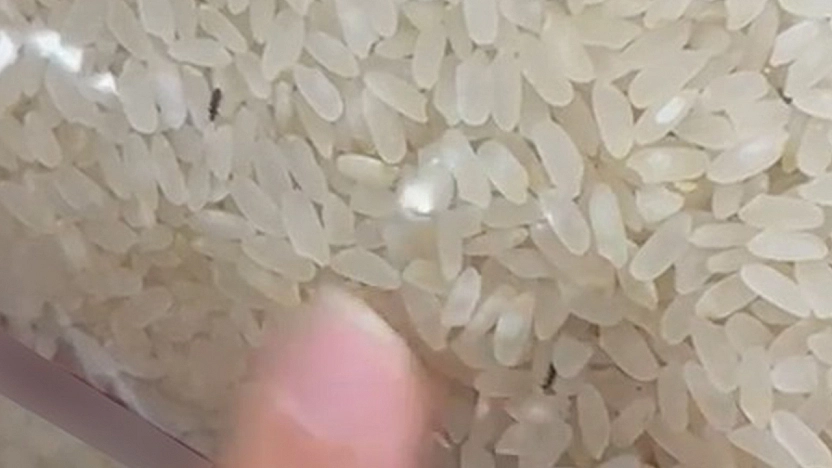 Elazığ'da marketten alınan pirincin içinden böcek çıktı