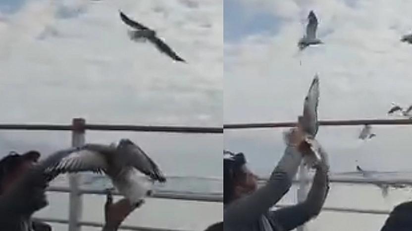 Elazığ'da Martıyla Kurulan Samimi Anlar Kameraya Yansıdı