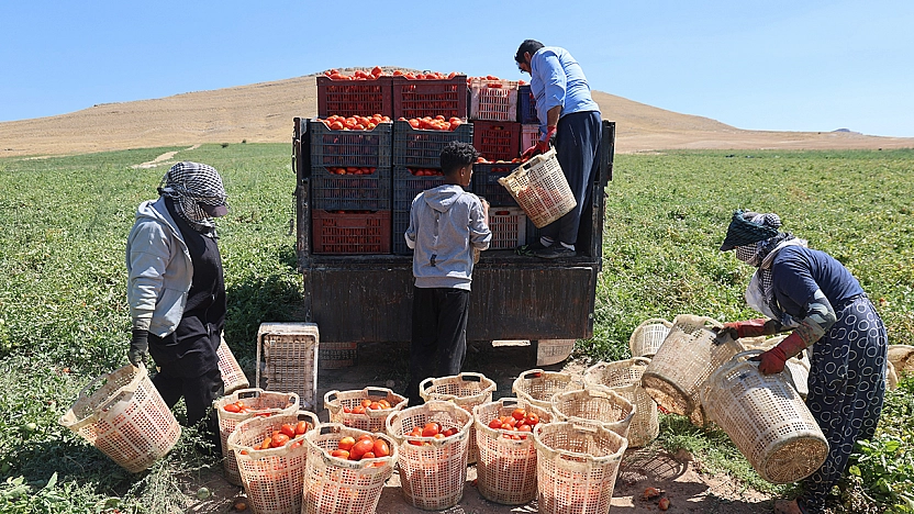 Elazığ'da mevsimlik işçilerin tarlada ekmek mücadelesi