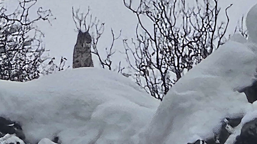 Elazığ'da nesli tehlike altındaki vaşak kameralara yansıdı