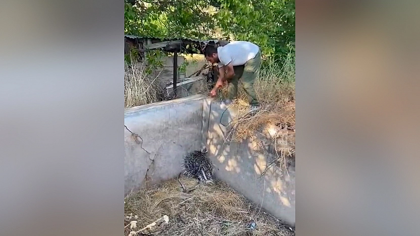 Elazığ'da nesli tehlike altındaki oklu kirpi kurtarıldı