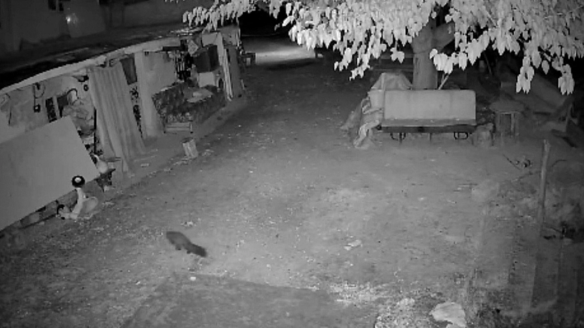 Elazığ'da şaşırtan görüntü! Bal porsuğu ile sansar aynı anda görüldü