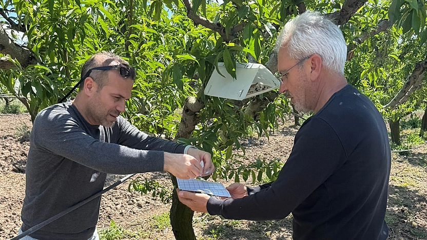 Elazığ'da şeftali güvesine karşı feromon tuzak