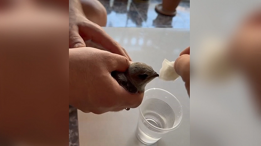 Elazığ'da sıcaktan bayılan ebabil suyla ayıldı