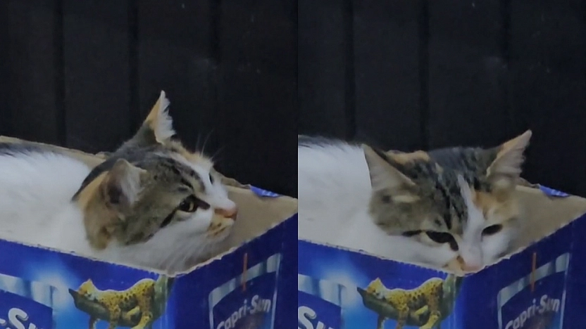 Elazığ'da soğuktan üşüyen sokak kedisi kendine kutudan yuva yaptı