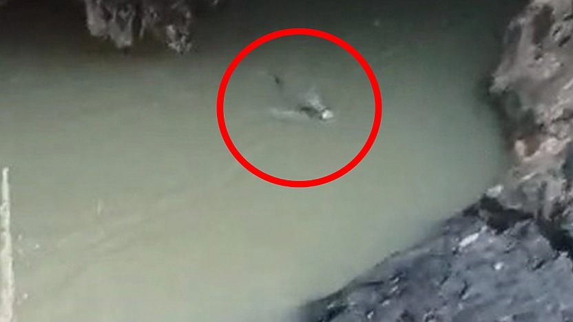 Elazığ'da su samuru balık avlarken görüntülendi
