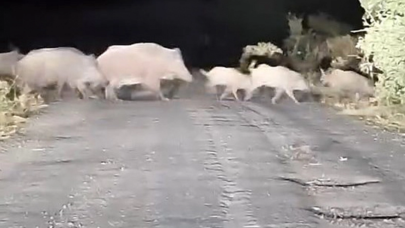 Elazığ'da sürü halinde görüntülendiler!