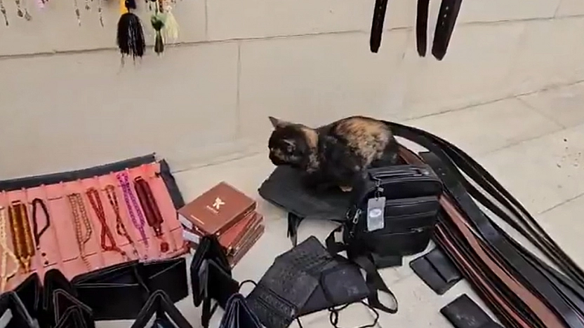 Elazığ'da tezgahını geç açan satıcıya kedisinin gösterdiği tepki, gündem oldu