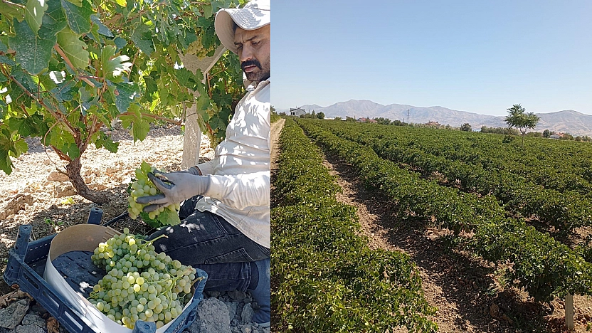 Elazığ'da üretici için zor yıl: Düşük verim, ertelenmeyen krediler