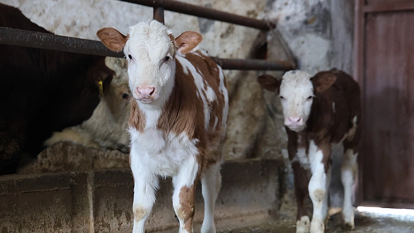 Elazığ'da ikiz buzağı dünyaya geldi