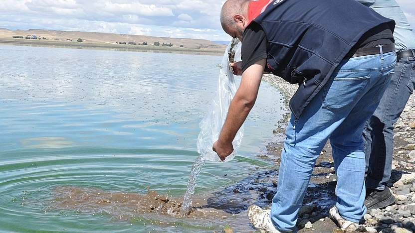 Elazığ'da üretilen 500 bin yavru sazan Kars göllerine bırakıldı