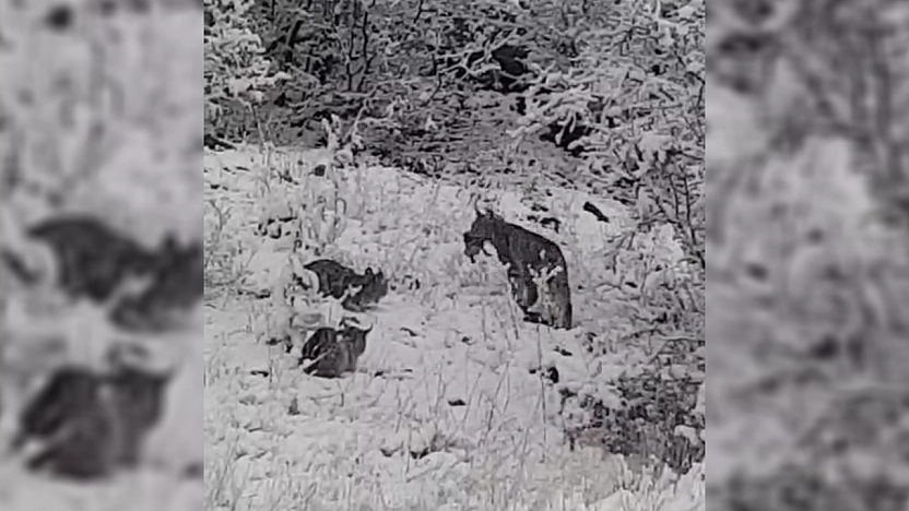 Elazığ'da vaşak ailesi görüntülendi