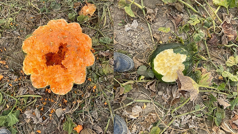 Elazığ'da yaban domuzu istilası: Bahçeler talan edildi
