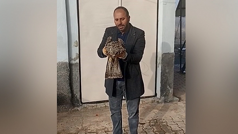 Elazığ'da yaralı kartal koruma altına alındı