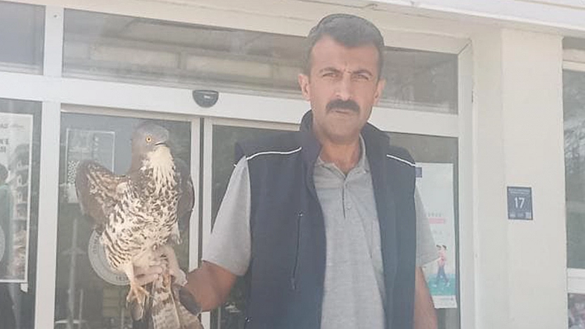 Elazığ'da yaralı şahin tedavi altına alındı