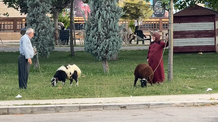 Elazığ'da yaşlı çiftin koyunlarını gezdirmesi renkli görüntüler oluşturdu