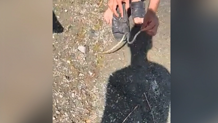 Elazığ'da yılanlı şaka