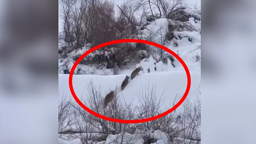 Elazığ'da yiyecek arayan kurt sürüsü görüntülendi