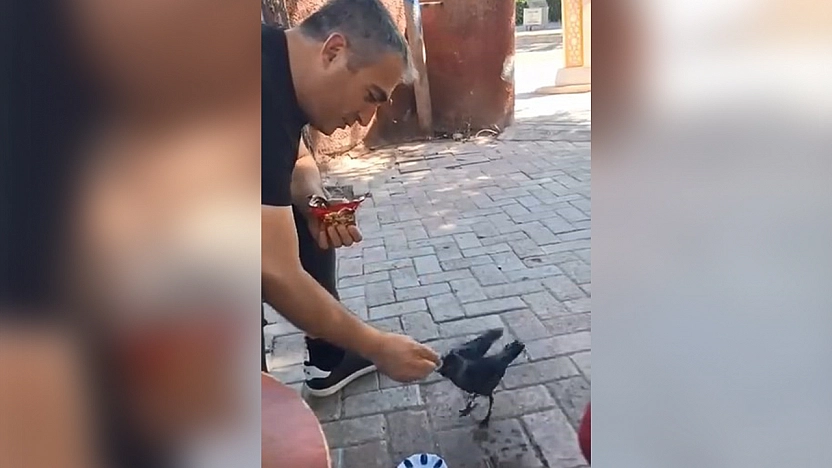 Elazığ'da yürek ısıtan an: Bitkin yavru kargaya kek ikramı