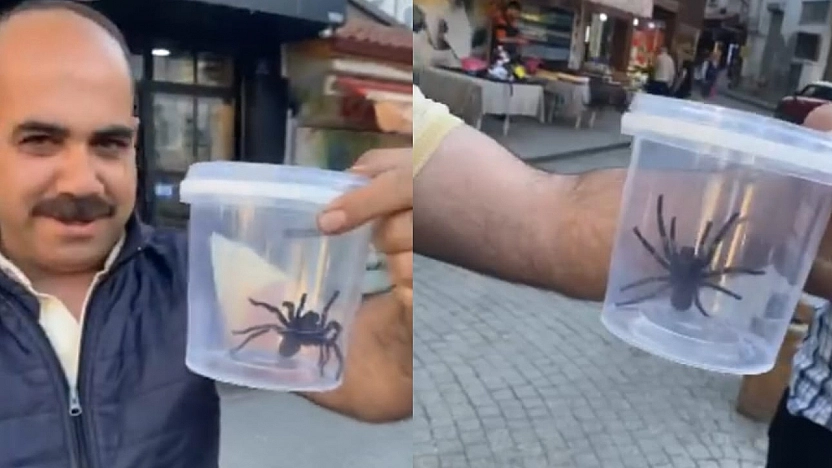 Elazığ esnafı devasa siyah örümcekle şaşkına döndü!